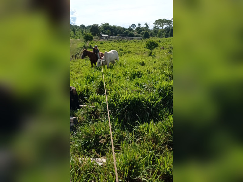 Fazenda à venda Centro com 404846m² e 3 quartos por R$ 1.300.000 - img-20240117-wa0008.jpg