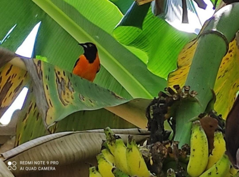 Chácara à venda Centro-Sul com 3000m² e 3 quartos por R$ 800.000 - 1264106843-save-20231022-214447.jpg