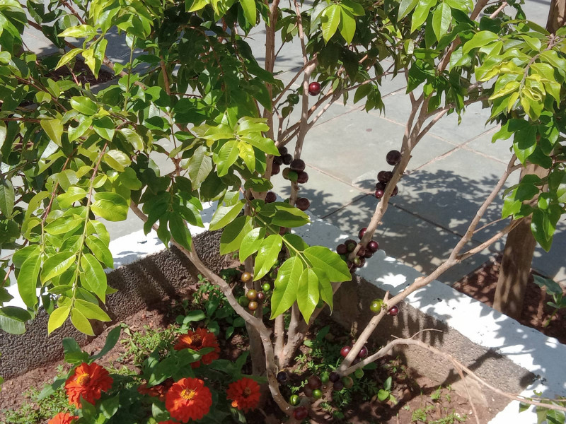 Casa à venda Jardim Bandeiras com 168m² e 3 quartos por R$ 780.000 - 458220871-40.jpeg
