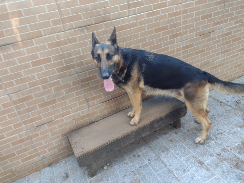 Casa à venda Vila Voturuá com 400m² e 4 quartos por R$ 909.000 - 1961298020-img-20230628-wa00621.jpg