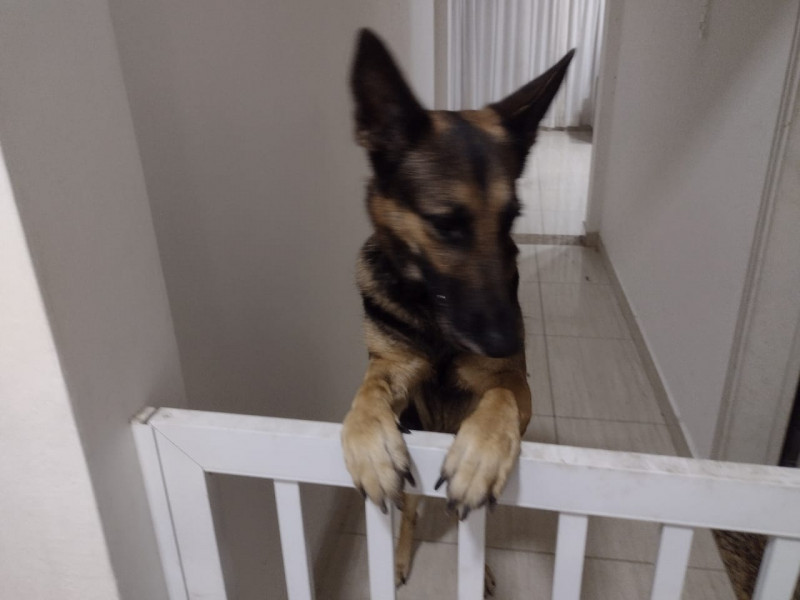 Casa à venda Vila Voturuá com 400m² e 4 quartos por R$ 909.000 - 411232214-img-20230715-wa0021.jpg