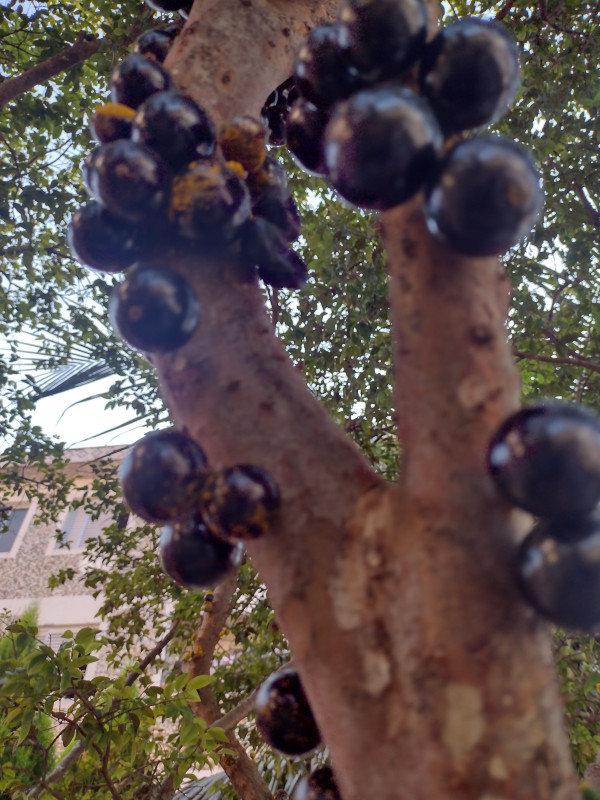 Casa à venda Vila Voturuá com 400m² e 4 quartos por R$ 909.000 - 556201615-img-20230712-103914154-hdr.jpg