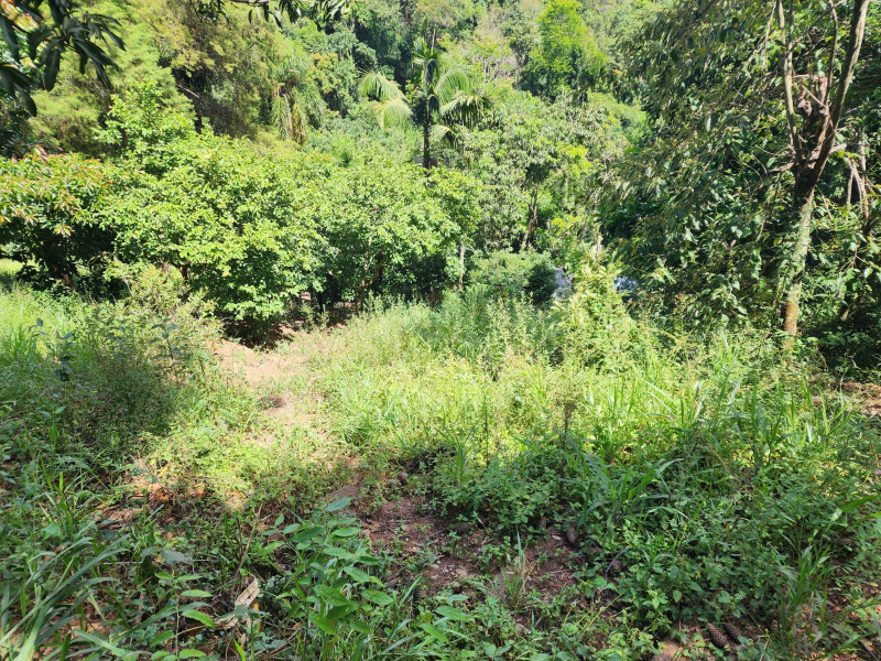 Terreno à venda Chácara Jaguari (Fazendinha) com 5000m² e 0 quartos por R$ 100.000 - 1003397132-whatsapp-image-2024-02-17-at-08.jpeg