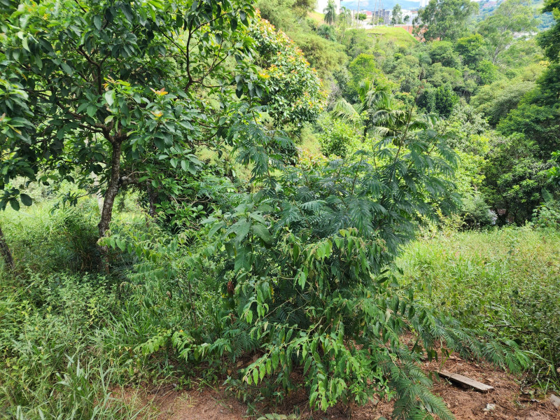 Terreno à venda Chácara Jaguari (Fazendinha) com 5000m² e 0 quartos por R$ 100.000 - 1448023854-whatsapp-image-2024-02-17-at-08.jpeg