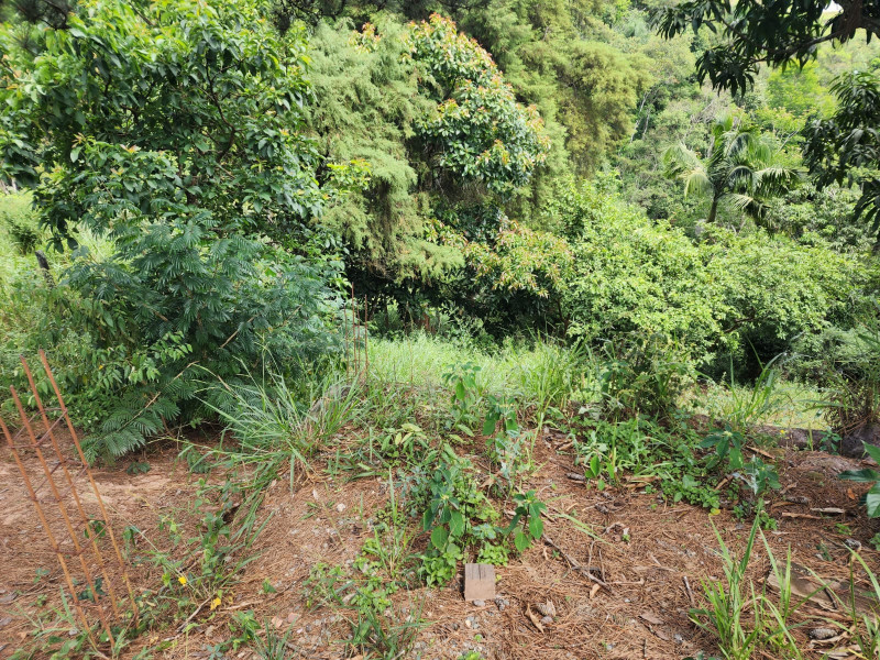 Terreno à venda Chácara Jaguari (Fazendinha) com 5000m² e 0 quartos por R$ 100.000 - 465952829-whatsapp-image-2024-02-17-at-08.jpeg