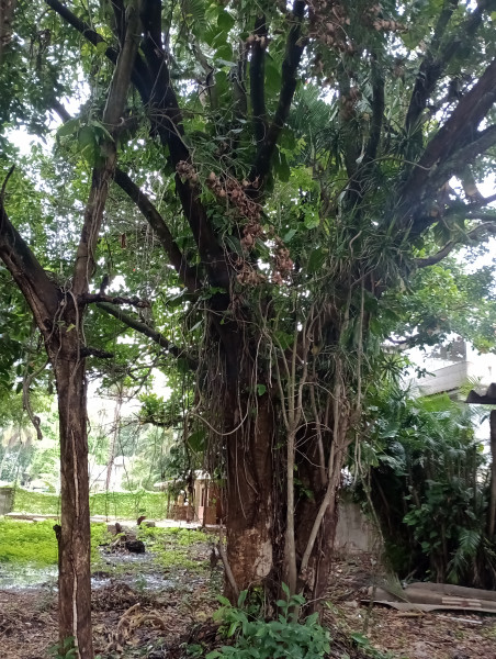 Terreno à venda Guaratiba com 600m² e 1 quarto por R$ 450.000 - 1141389705-img-20240124-140607639-mfnr.jpg