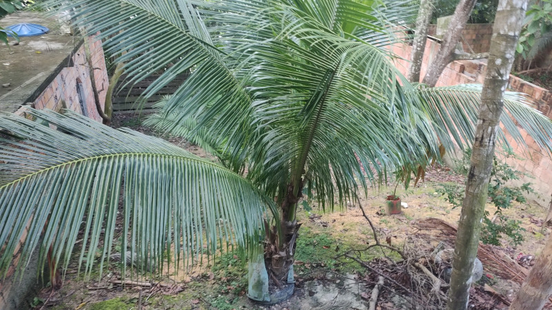 Casa à venda Cidade Nova com 144m² e 3 quartos por R$ 150.000 - 1177938420-img-20221218-171350885.jpg