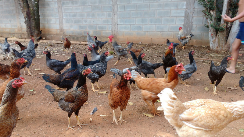 Sítio à venda Quinta do Sumidouro com 27000m² e 3 quartos por R$ 1.200.000 - 928377068-042.jpeg