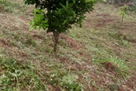 Terreno à venda Centro com 2m² - 1 dormitório -  vagas - R$ 160.000 - 800569131-img-20240225-wa0002.jpg