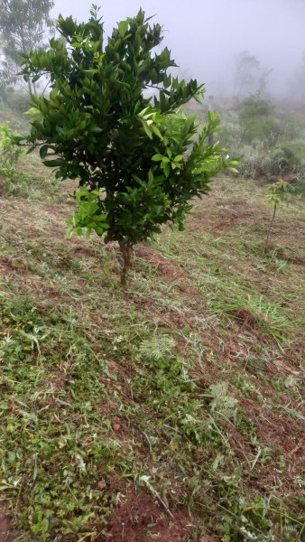 Terreno à venda Centro com 2m² e 1 quarto por R$ 160.000 - 800569131-img-20240225-wa0002.jpg