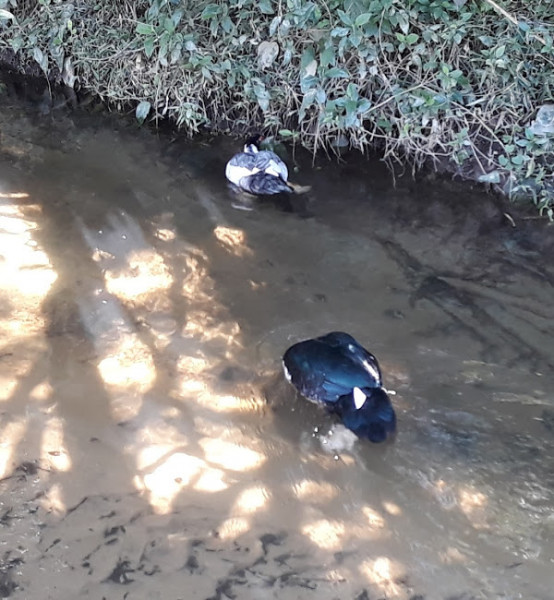 Terreno à venda centro com 16367m² e 1 quarto por R$ 215.000 - 1351949619-img-20231205-wa00401.jpg