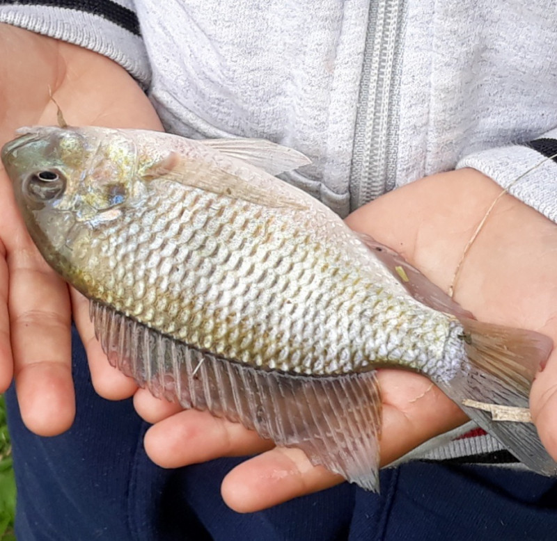 Terreno à venda centro com 16367m² e 1 quarto por R$ 215.000 - 2091376361-img-20231205-wa0031.jpg