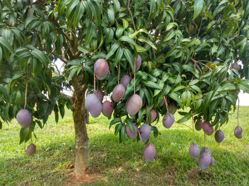 Sítio à venda Centro com 24000m² e 8 quartos por R$ 1.800.000 - 2086409655-img-20220727-wa0025.jpg