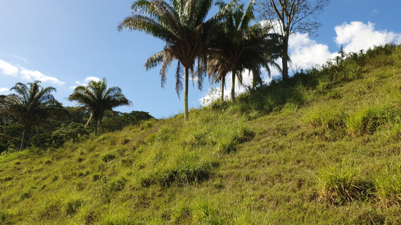 Sítio à venda Morro do Sossego com 46294m² e 5 quartos por R$ 1.800.000 - 30440671-inbound3622088263372287655.jpg