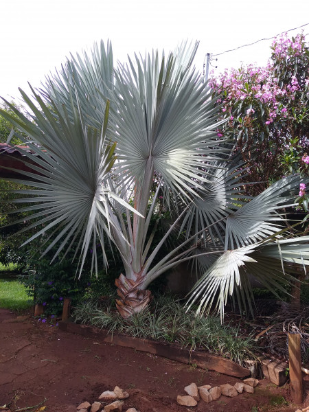 Sítio à venda Centro com 1000m² e 4 quartos por R$ 750.000 - 1661092953-img-20240115-153258571.jpg