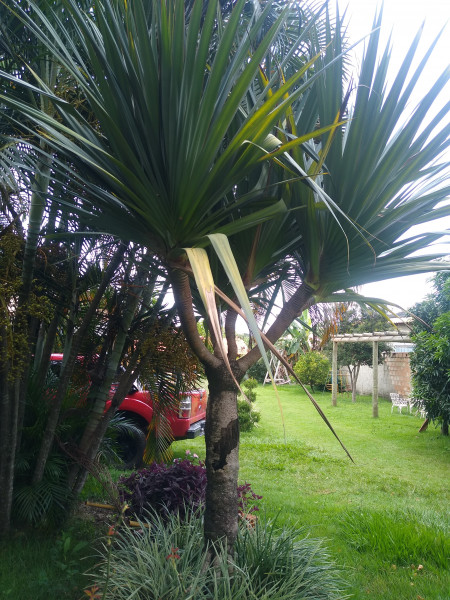 Sítio à venda Centro com 1000m² e 4 quartos por R$ 750.000 - 2049542896-img-20240122-120456345.jpg