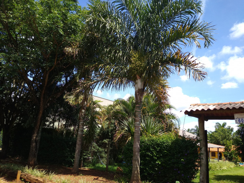 Sítio à venda Centro com 1000m² e 4 quartos por R$ 750.000 - 265185100-img-20240122-100927933-copia.jpg