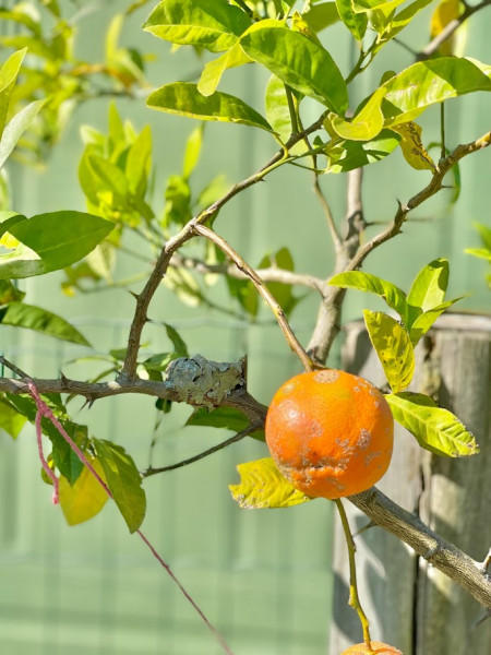 Apartamento à venda Centro com 35m² e 1 quarto por R$ 650.000 - 1935126794-img-1284.jpg