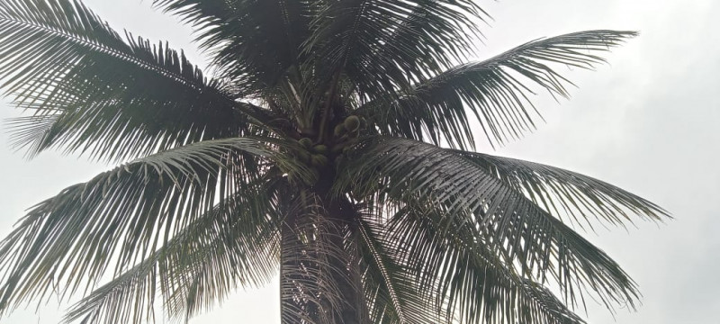 Casa à venda Santa Rita com 535m² e 2 quartos por R$ 190.000 - 1039437051-whatsapp-image-2023-03-13-at-14.jpeg