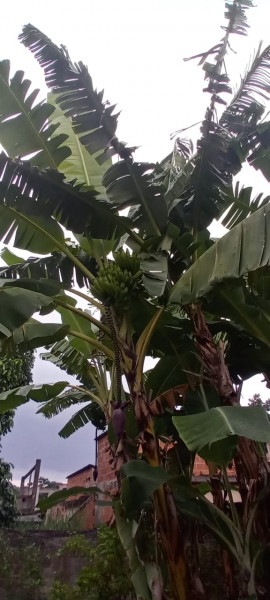 Casa à venda Santa Rita com 535m² e 2 quartos por R$ 190.000 - 936644158-whatsapp-image-2023-03-13-at-14.jpeg