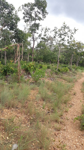Terreno à venda Centro com 95000m² e 0 quartos por R$ 450.000 - 1334166516-img-20210311-wa0031.jpg