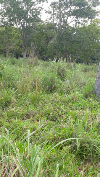 Terreno à venda Centro com 95000m² e 0 quartos por R$ 450.000 - 1475608792-img-20210311-wa0004.jpg