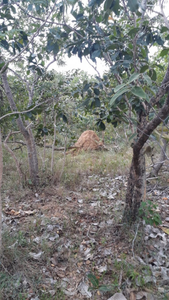Terreno à venda Centro com 95000m² e 0 quartos por R$ 450.000 - 1739730010-img-20210311-wa0035.jpg