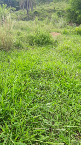 Terreno à venda Centro com 95000m² e 0 quartos por R$ 450.000 - 2069053710-img-20210311-wa0006.jpg