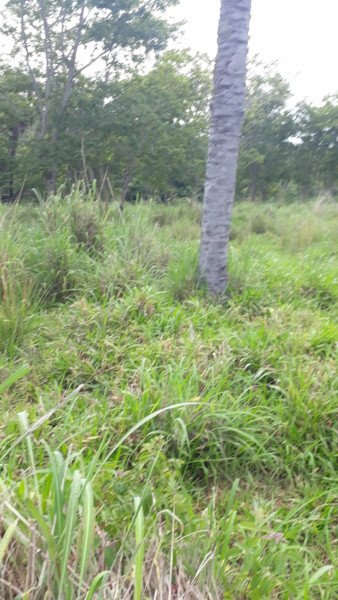 Terreno à venda Centro com 95000m² e 0 quartos por R$ 450.000 - 22757578-img-20210311-wa0007.jpg