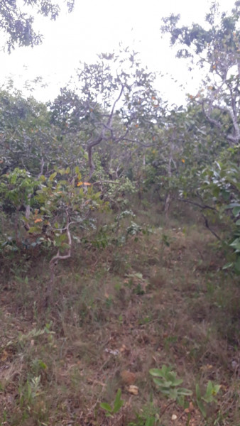 Terreno à venda Centro com 95000m² e 0 quartos por R$ 450.000 - 286419017-img-20210311-wa0030.jpg
