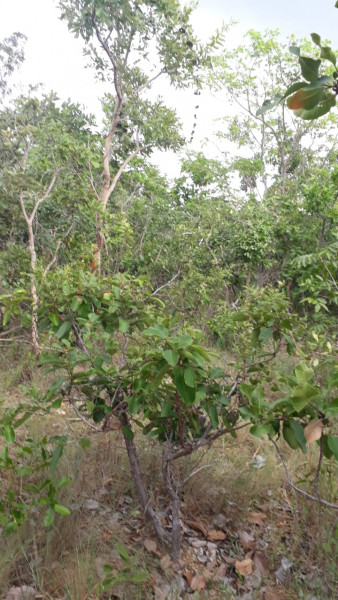 Terreno à venda Centro com 95000m² e 0 quartos por R$ 450.000 - 99746810-img-20210311-wa0034.jpg