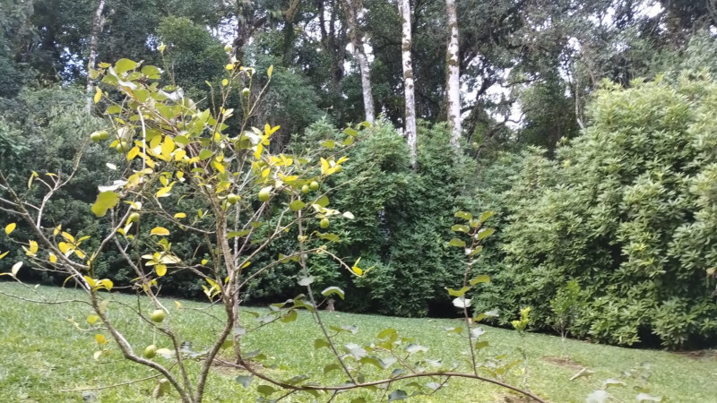 Casa de condomínio à venda Floresta com 165m² e 3 quartos por R$ 2.000.000 - 2022628750-whatsapp-image-2024-03-10-at-16.jpeg