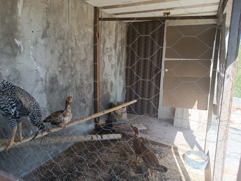 Chácara à venda Centro com 3000m² e 5 quartos por R$ 1.300.000 - 1661005799-whatsapp-image-2024-01-22-at-11.jpeg