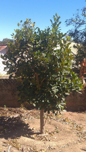 Chácara à venda Centro com 3000m² e 5 quartos por R$ 1.300.000 - 365496627-whatsapp-image-2024-01-22-at-11.jpeg