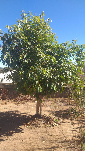 Chácara à venda Centro com 3000m² e 5 quartos por R$ 1.300.000 - 951416396-whatsapp-image-2024-01-22-at-11.jpeg