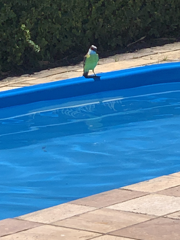 Casa de condomínio à venda Vargem Grande com 300m² e 2 quartos por R$ 1.000.000 - 1064728820-img-4912.jpeg