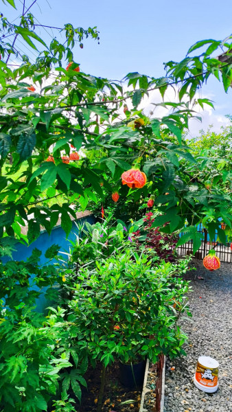 Casa à venda Paciência com 180m² e 3 quartos por R$ 500.000 - 1277872346-img-20240224-wa0051.jpg