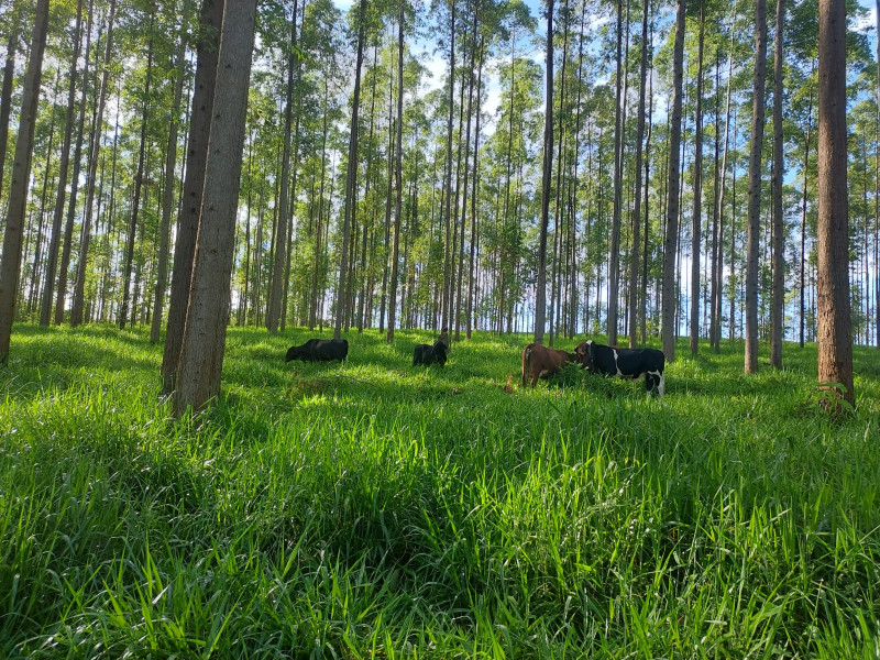 Sítio à venda São Jerônimo com 150000m² e 4 quartos por R$ 1.700.000 - 1026139897-img-20240325-wa0028.jpg