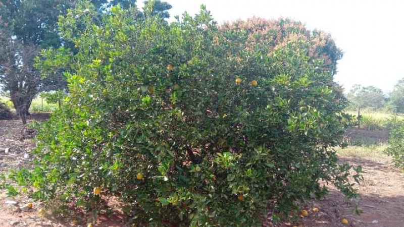 Sítio à venda Centro com 3m² e 4 quartos por R$ 400.000 - 988869983-img-20231111-wa0000.jpg