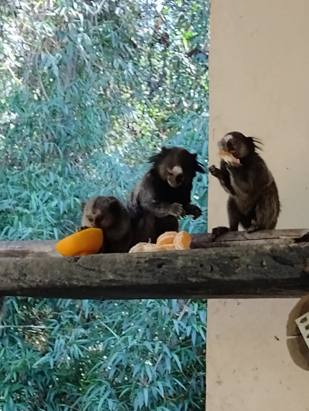 Chácara à venda centro com 4560m² e 5 quartos por R$ 1.300.000 - 1103448218-inbound8192010983754167244.jpg