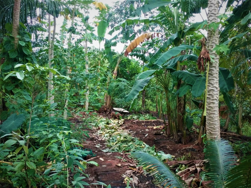 Sítio à venda Centro com 110m² e 2 quartos por R$ 700.000 - 1677207421-sistema-agroflorestal-2.jpg