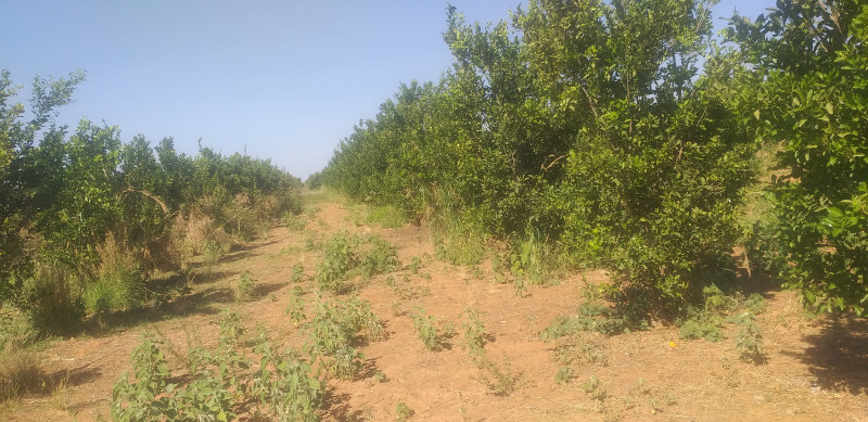 Sítio à venda Centro com 56000m² e 2 quartos por R$ 200.000 - 772805165-20230923-084648.jpg