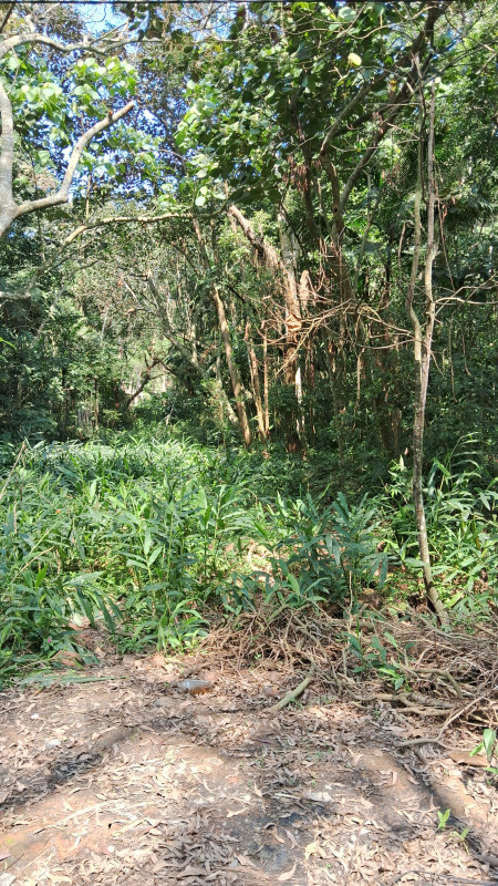 Terreno à venda Guacuri com 2000m² e 0 quartos por R$ 180.000 - 1499284581-1000011177.jpg