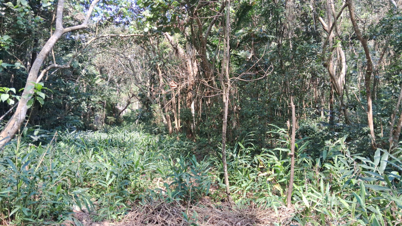 Terreno à venda Guacuri com 2000m² e 0 quartos por R$ 180.000 - 485519901-1000011174.jpg