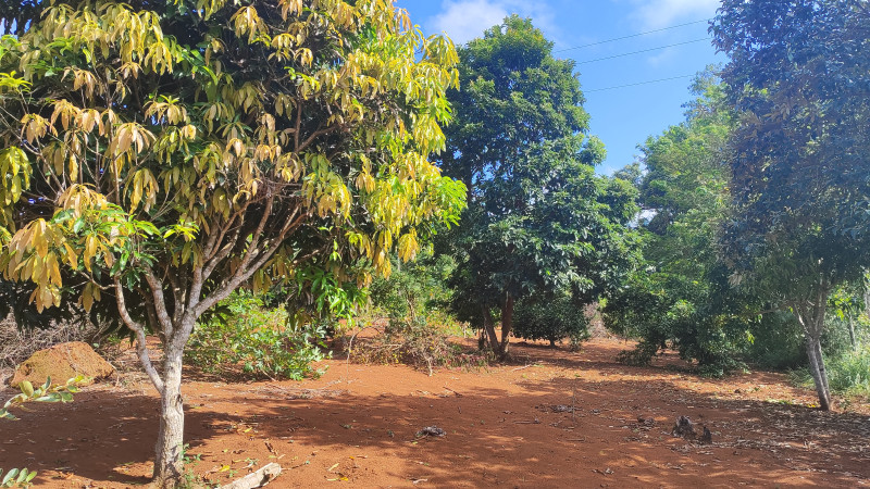 Sítio à venda Centro com 2000m² e 2 quartos por R$ 220.000 - 137835006-1712513218102.jpg