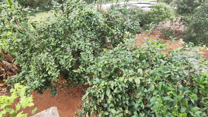 Sítio à venda Centro com 2000m² e 2 quartos por R$ 220.000 - 153513575-1712513215805.jpg