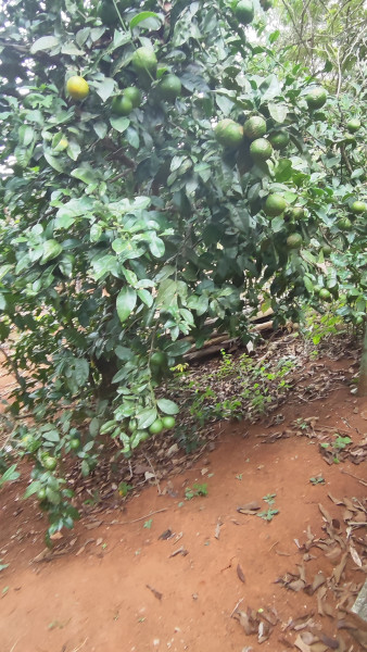 Sítio à venda Centro com 2000m² e 2 quartos por R$ 220.000 - 154299165-1712513216288.jpg