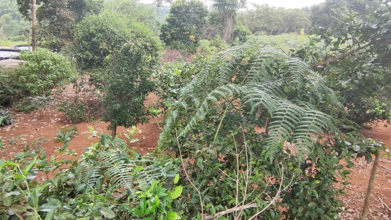 Sítio à venda Centro com 2000m² e 2 quartos por R$ 220.000 - 299213948-1712513215529.jpg