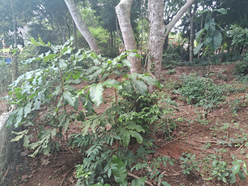 Chácara à venda Centro com 617253m² e 10 quartos por R$ 1.500.000 - 2003114085-20240331-104038.jpg