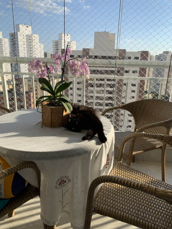 Apartamento à venda Jardim Monte Kemel com 110m² e 2 quartos por R$ 1.290.000 - 648903197-img-0677.jpeg